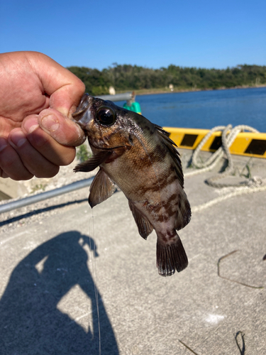 シロメバルの釣果