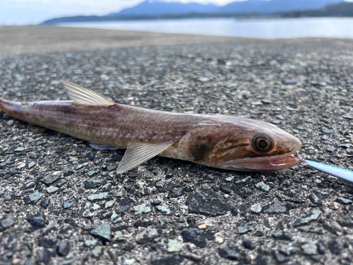 エソの釣果