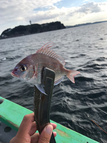 チダイの釣果