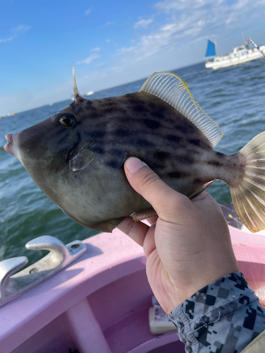 カワハギの釣果