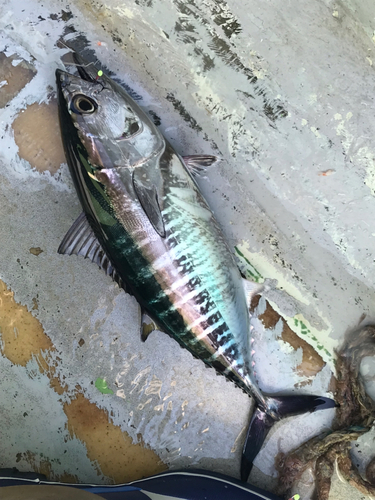 クロマグロの釣果