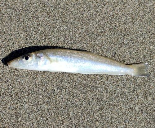 キスの釣果