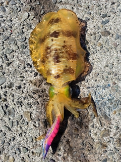 アオリイカの釣果