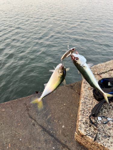 サバの釣果