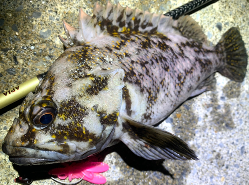 ハチガラの釣果