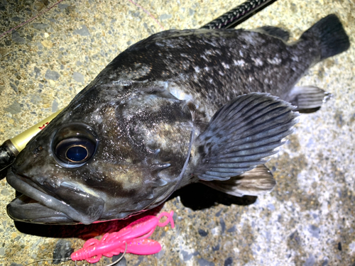 クロソイの釣果