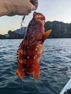 アカハタの釣果