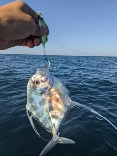 カイワリの釣果