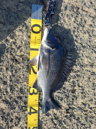 クロダイの釣果