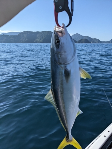 イナダの釣果