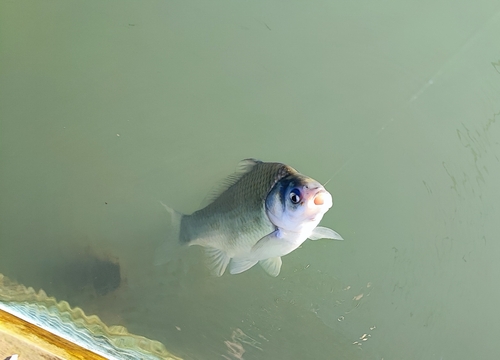 ヘラブナの釣果