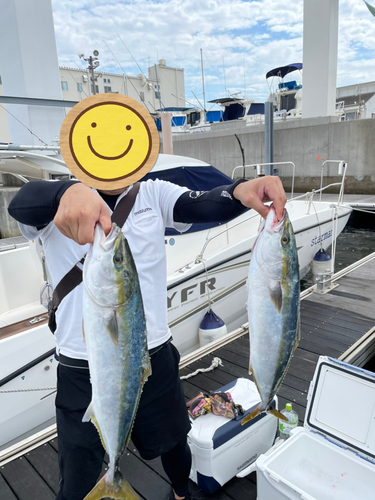 ハマチの釣果