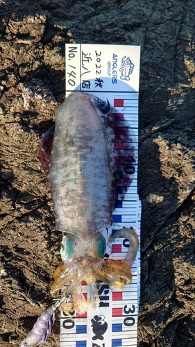 イカの釣果