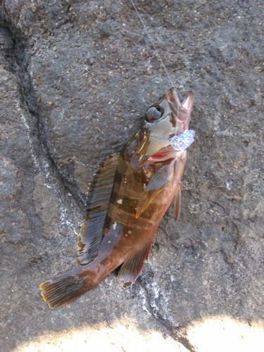 アカハタの釣果