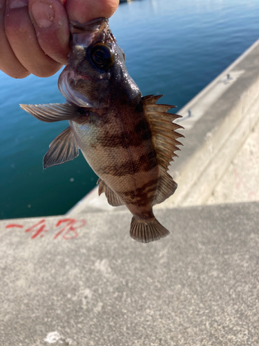 シロメバルの釣果