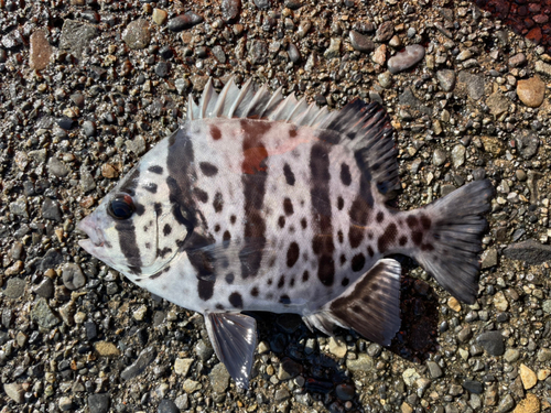 イシガキダイの釣果