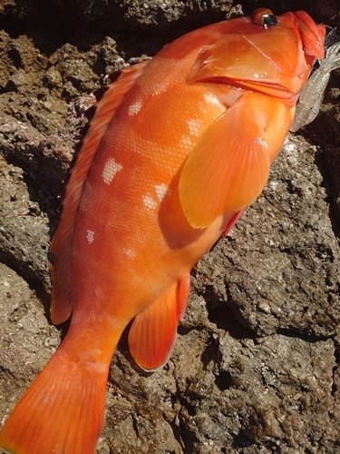 アカハタの釣果