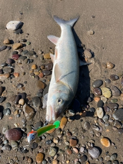 ウグイの釣果