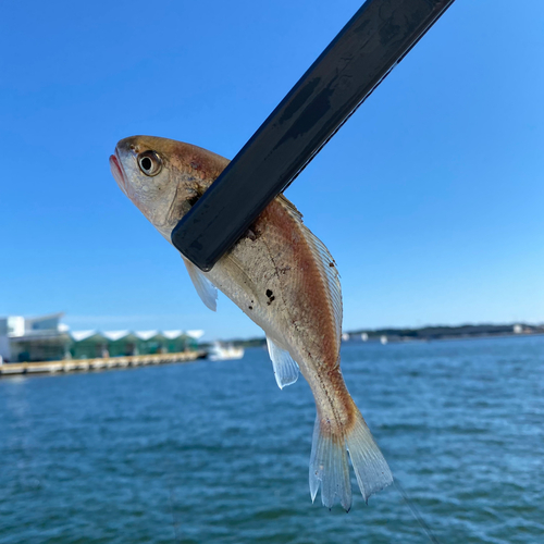 イシモチの釣果