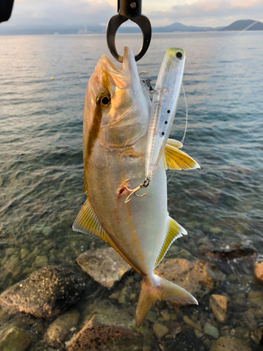 ネリゴの釣果