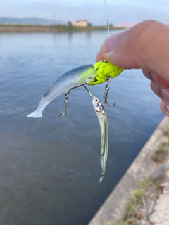 サヨリの釣果