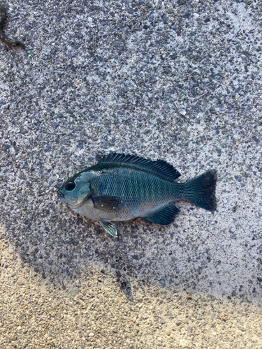 クロメバルの釣果