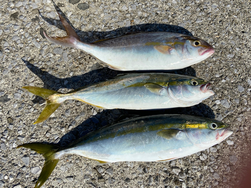 ヤズの釣果