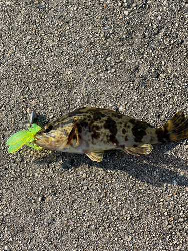 タケノコメバルの釣果