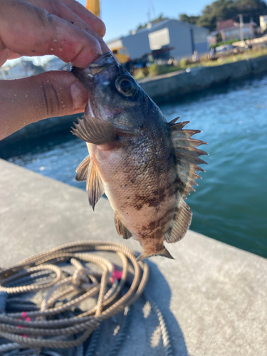 シロメバルの釣果