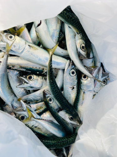 サバの釣果