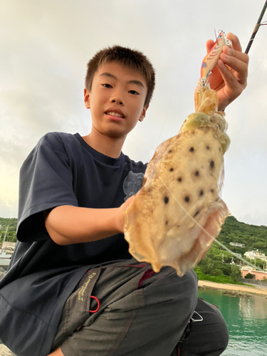 コブシメの釣果