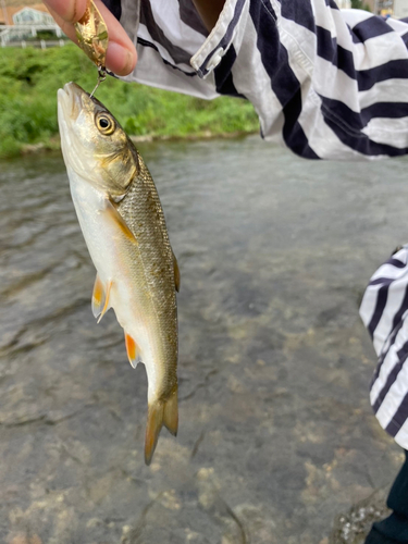 ウグイの釣果