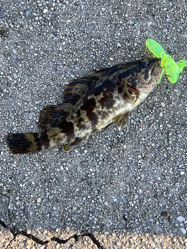 タケノコメバルの釣果