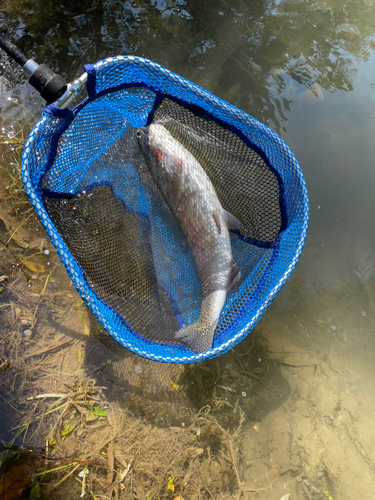 ニジマスの釣果