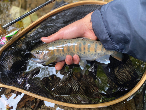 ヤマメの釣果