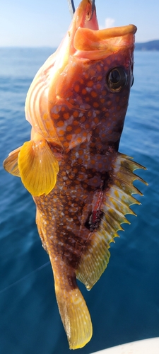 キジハタの釣果