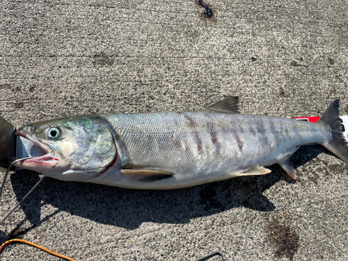 アキアジの釣果