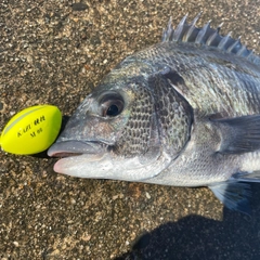 チヌの釣果