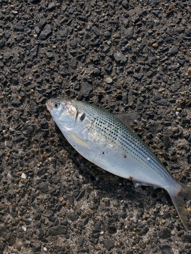 コノシロの釣果