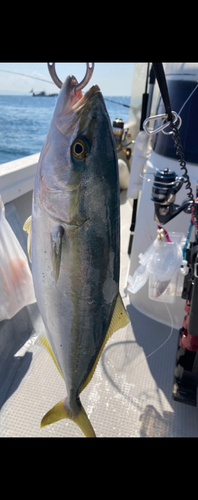 ハマチの釣果