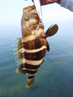 アオハタの釣果