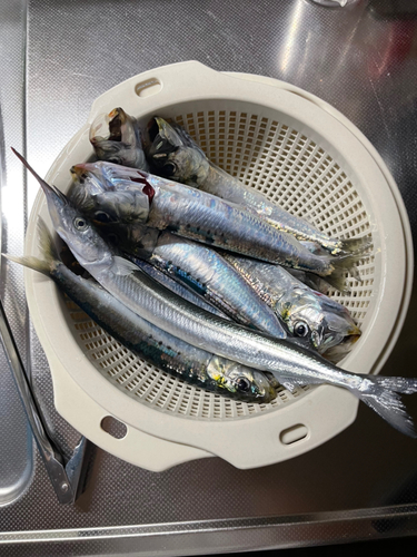 イワシの釣果