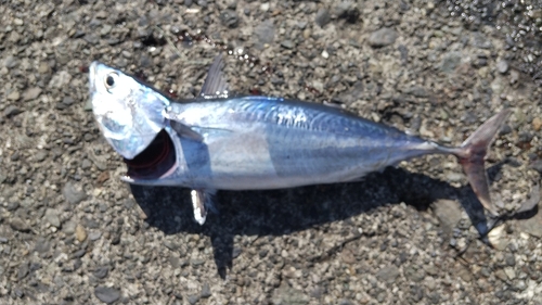 ソウダガツオの釣果