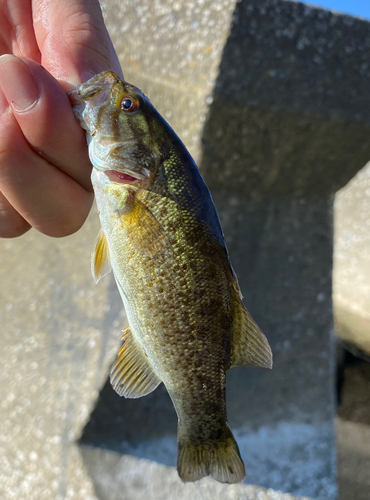 スモールマウスバスの釣果