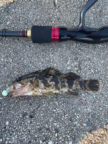 タケノコメバルの釣果