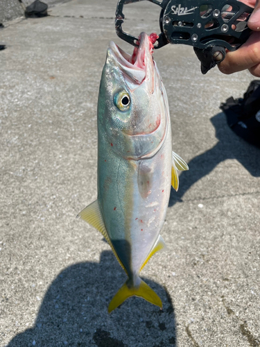 ヤズの釣果