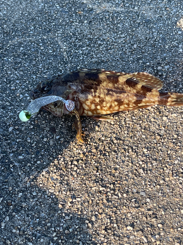 タケノコメバルの釣果