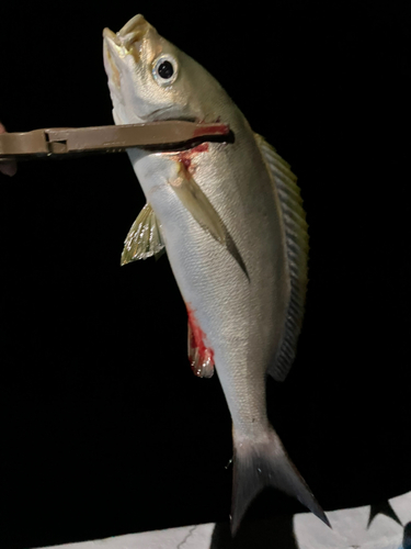 イサキの釣果