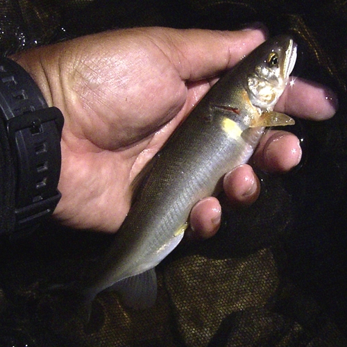 アユの釣果