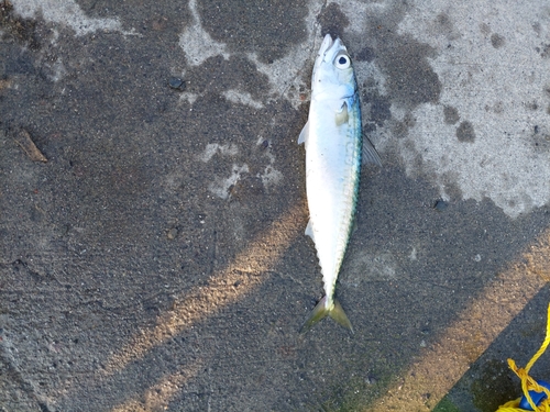 サバの釣果